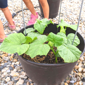 four cucumber plants growing in a container on rocks