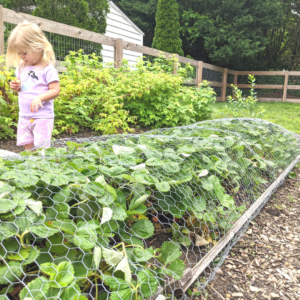 strawberry plants covered by a chicken wire cover with a little girl standing next to it.