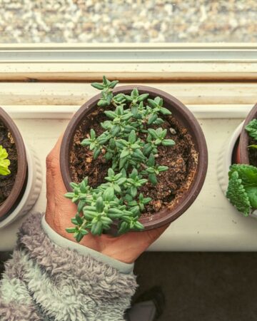 indoor herbs growing on a sunny windowsill