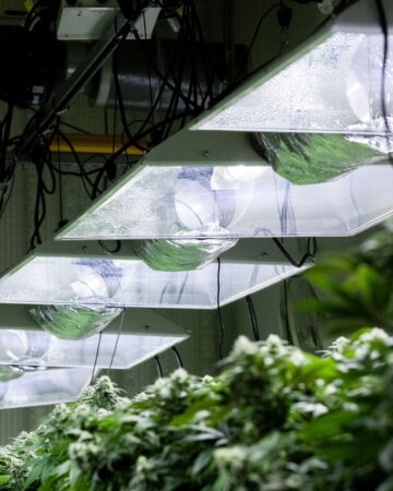 double ended grow lights all in a row over plants that are growing indoors