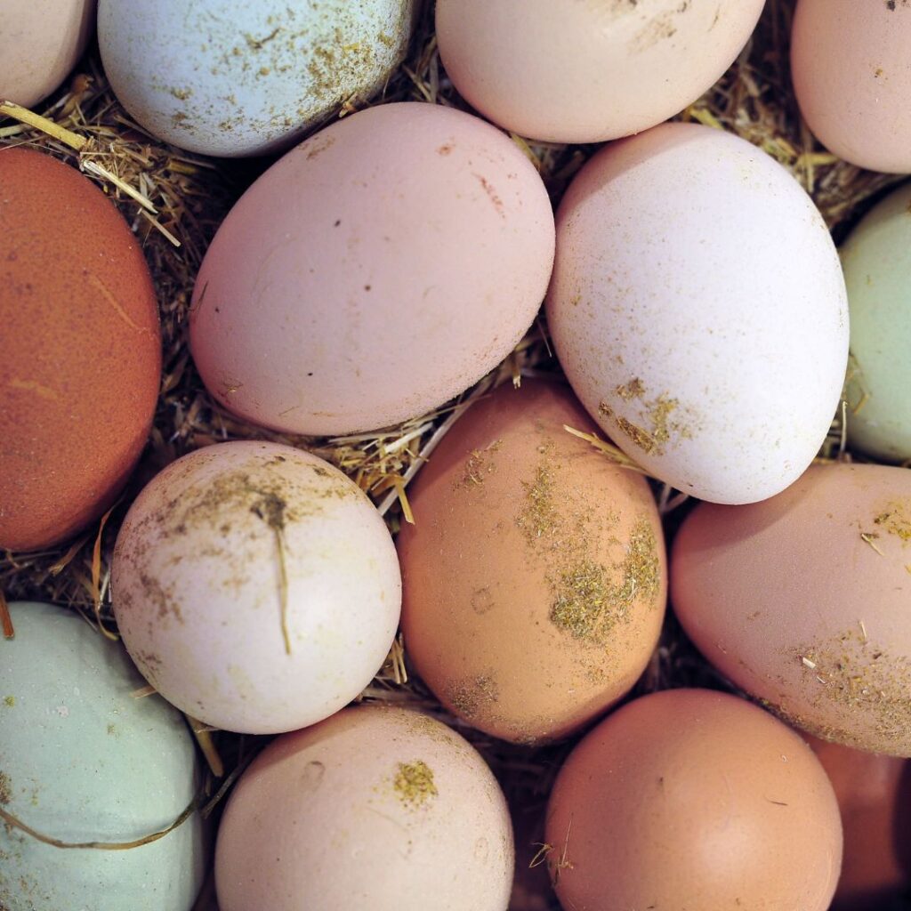 blue chicken eggs, brown chicken eggs, white chicken eggs, purple chicken eggs, pink chicken eggs